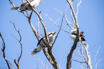 Three Kookaburras Perched on Bare Tree Branches Against Blue Sky
