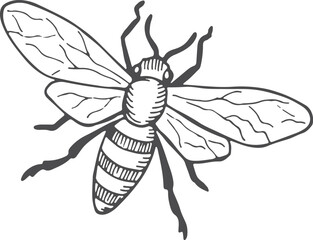Honey bee sketch. Hand drawn insect icon