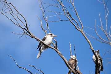 Three Kookaburras Perched on Bare Tree Branches Against Blue Sky
