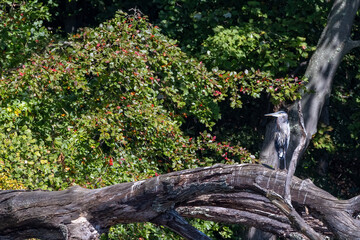 heron on tree