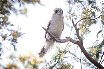 Kookaburra Perched on a Tree Branch in Natural Habitat, Raymond Island, Australia