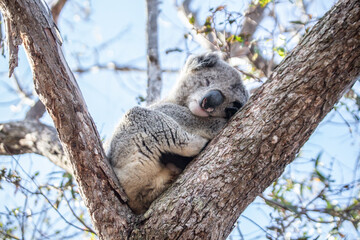 Resting Koala Relaxing on a Tree Branch in the Wild, Raymond Island, Australia