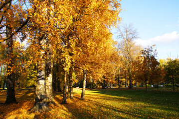 Naklejka premium Autumn park with fallen leaves, beautiful autumn landscape, nature.