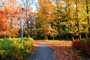 Autumn park with fallen leaves, beautiful autumn landscape, nature.