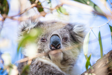 Resting Koala Relaxing on a Tree Branch in the Wild, Raymond Island, Australia