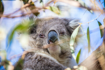 Resting Koala Relaxing on a Tree Branch in the Wild, Raymond Island, Australia