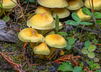 mushrooms in the forest