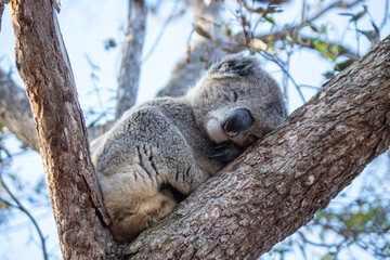 Sleeping Koala Resting Peacefully on a Tree Branch