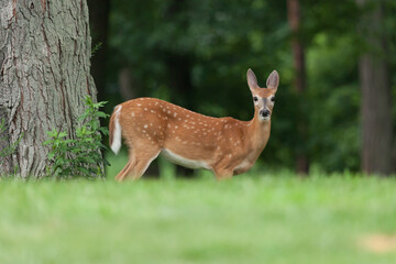 A white-tailed deer fawn walks in the grass near the woods in New Jersey.