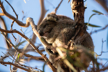Resting Koala Relaxing on a Tree Branch in the Wild, Raymond Island, Australia