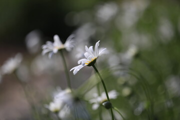 小菊