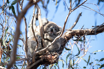 Koala Resting in a Tree Among Eucalyptus Branches on a Sunny Day, Raymond Island, Australia