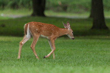 A white-tailed deer fawn walks in the grass near the woods in New Jersey.