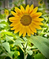 sunflower in the garden