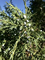 Green tree in the mountain forest