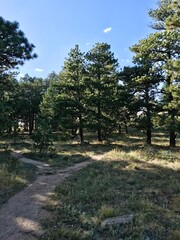 Hiking trail in the forest