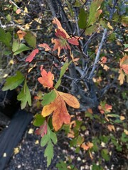 Autumn leaves in the forest