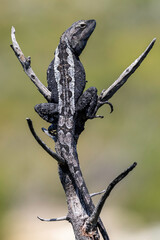 Australian Jacky Lizard basking on sticks