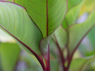 The beautiful, fresh foliage of Canna lily.