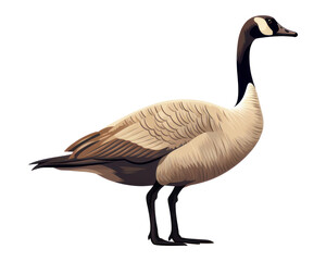 Obraz premium PNG A canada goose animal bird white background.