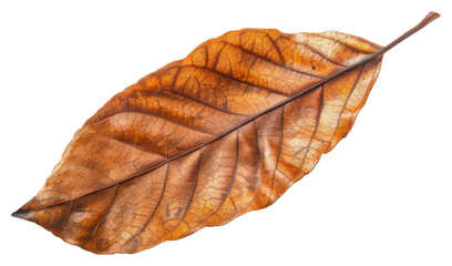PNG Dried leaf with intricate veins