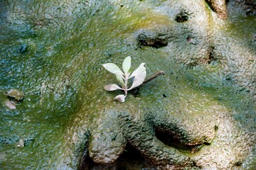 white flower growing isolated in a swamp surrounded by mud and algae