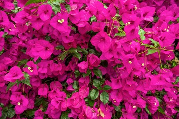 Bougainvillea flowers cover a wall in Ho-Chi-Min City Vietnam showing their vibrant pink pentals. 