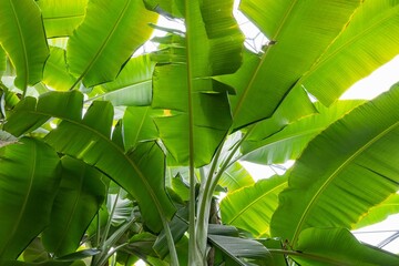 Banana Leaf cannopy lush green tropical background