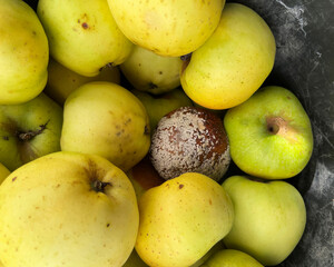 One bad apple can spoil the bunch. Mouldy apple amongst ripe apples after fruit picking cooking apples.