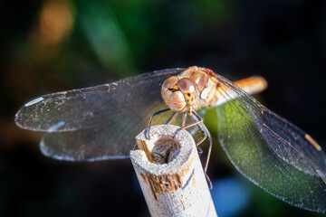 Ruddy Darter Dragonfly sunbathing on a cane in a garden during the summer. Closeup macro photo.