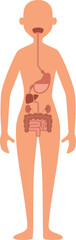 Digestive system in woman body. Gastrointestinal tract anatomy