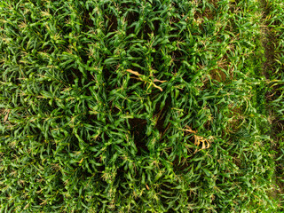 Drone shot, aerial view of a Corn field in northern Vietnam,Top view of the corn fields plantation