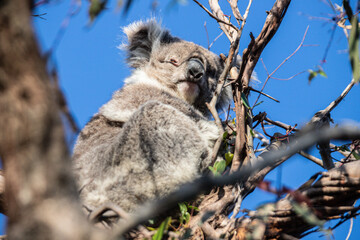 Koala Resting in a Tree Among Eucalyptus Branches on a Sunny Day, Raymond Island, Australia