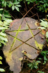 Mossy Tree Stump with Pentagram Carving
