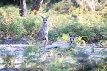 Kangaroo Standing in Natural Habitat with Lush Greenery