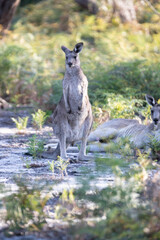 Kangaroo Standing in Natural Habitat with Lush Greenery