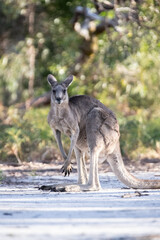 Kangaroo Standing in Natural Habitat with Lush Greenery