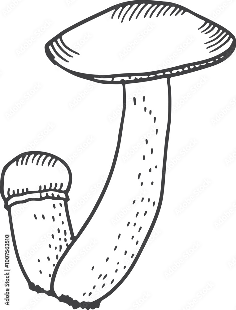 Sticker Boletus mushroom drawing. Wild growing woodland fungus