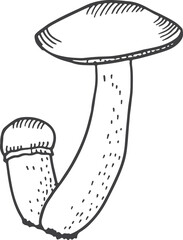 Boletus mushroom drawing. Wild growing woodland fungus