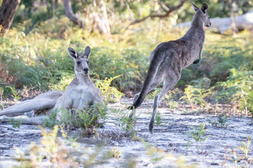 Two Kangaroos Relaxing and Playing in the Bushland