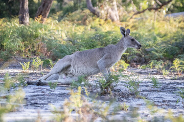 Two Kangaroos Relaxing and Playing in the Bushland