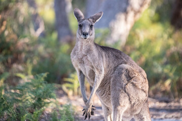 Kangaroo Standing in Natural Habitat with Lush Greenery