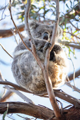 Koala Resting in a Tree Among Eucalyptus Branches on a Sunny Day, Raymond Island, Australia