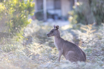 A Curious Kangaroo Peering Out from the Bushes