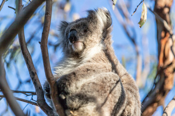 Koala Relaxing High Up in the Tree Canopy