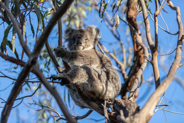 Koala Relaxing High Up in the Tree Canopy