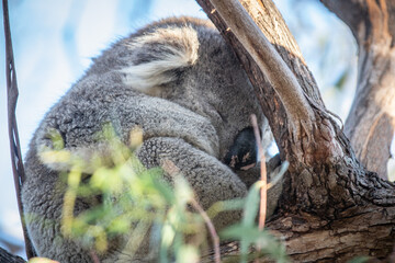 Obraz premium Koala Sleeping Peacefully in a Tree During Daytime