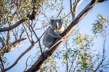 Koala Resting Peacefully in a Eucalyptus Tree at Evening Time, Raymond Island, Australia