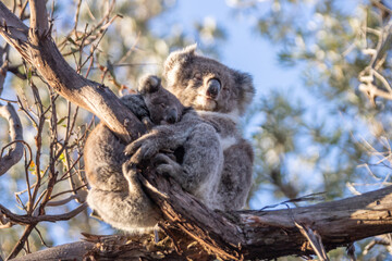 Mother and Baby Koala Hugging on a Tree Branch, Raymond Island, Australia