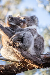 Mother and Baby Koala Hugging on a Tree Branch, Raymond Island, Australia